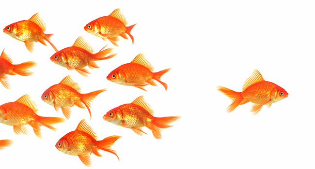 fish-swims-opposite-direction